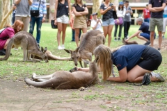 gallery_88_4477_191120124522-S